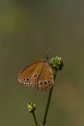 Coenonympha oedippus